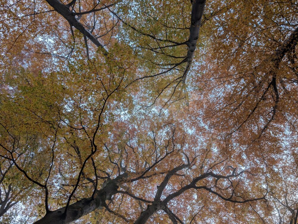 Tree tops seen from below