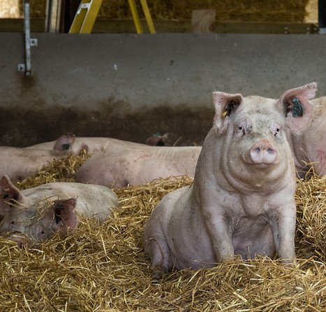 A pig sitting alert on straw while other pigs lie down and rest in a sheltered barn area.