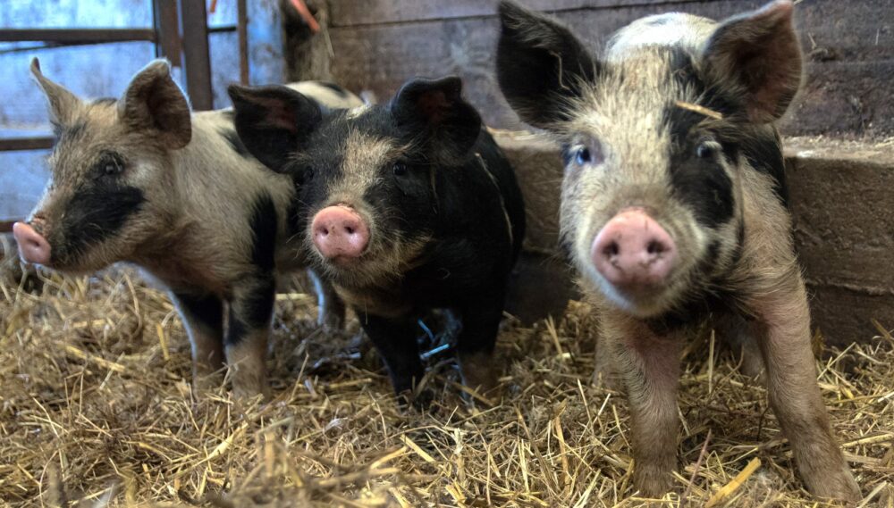 Three young pigs with black and white markings standing on straw inside a barn, looking curiously at the camera.