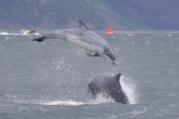 Image of a mother and calf Bottlenose dolphin jumping out of sea under a grey sky