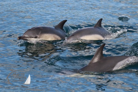 Pod of common dolphins