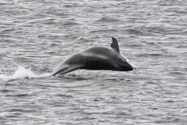 Image of a white-beaked dolphin jumping out of grey water.