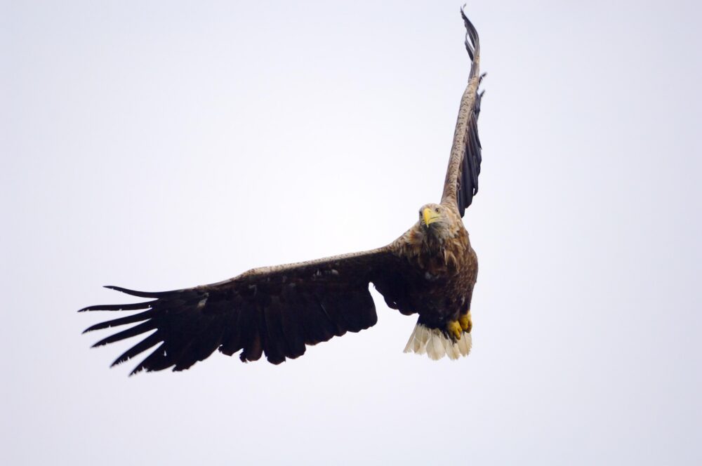Adult White-tailed eagle (Haliaeetus albicilla) in flight.