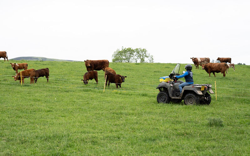 Woman on a quad bike navigating a lush green hill with cows calmly grazing around the area.
