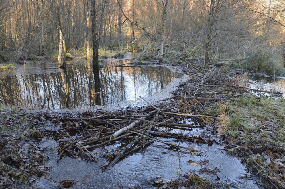 A beaver dam made of sticks and branches blocks a small forest stream surrounded by leafless trees in late autumn.