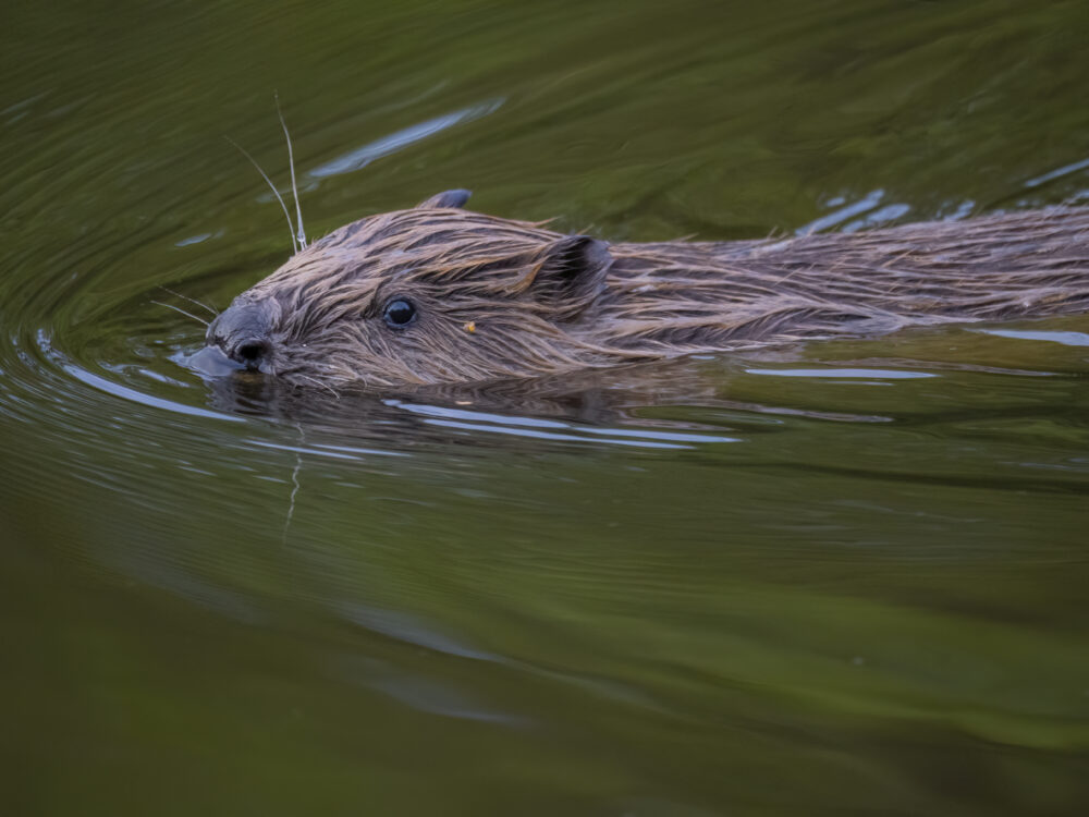 Close-up of a beaver kit swimming smoothly through calm green water, showing its wet fur and whiskers.