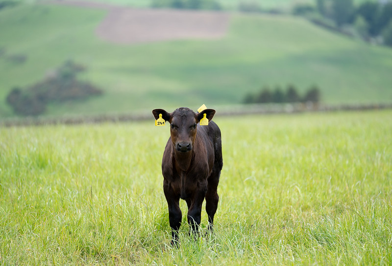 Young black calf standing alone in a green grassy field with rolling hills in the background.
