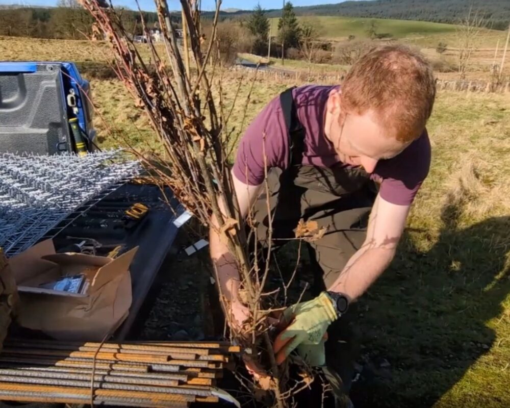 Man wearing gloves and overalls planting a young tree sapling outdoors on a sunny day.