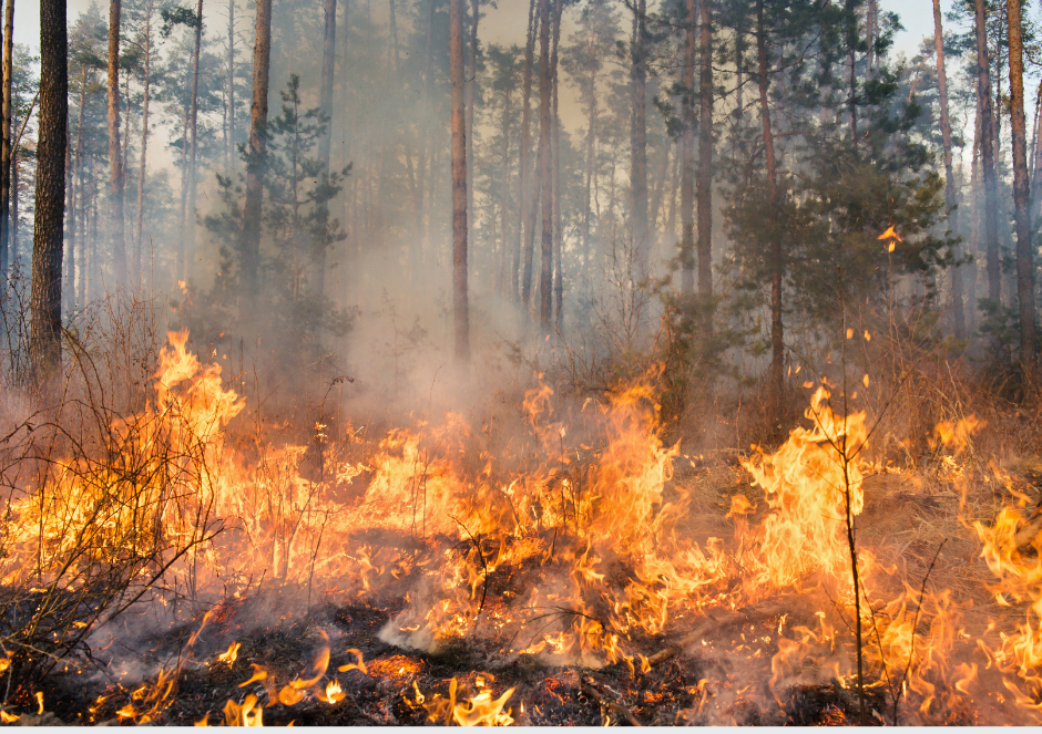 Flames engulf dry underbrush in a dense forest with tall pine trees and thick smoke rising.