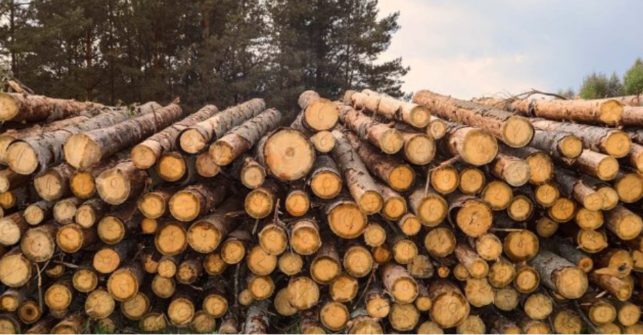 Stacked logs cut from trees piled high outdoors with a forest backdrop under a cloudy sky.