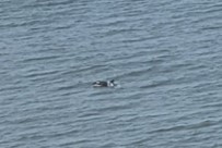 grainy image of a possible Orca sighting in grey waters