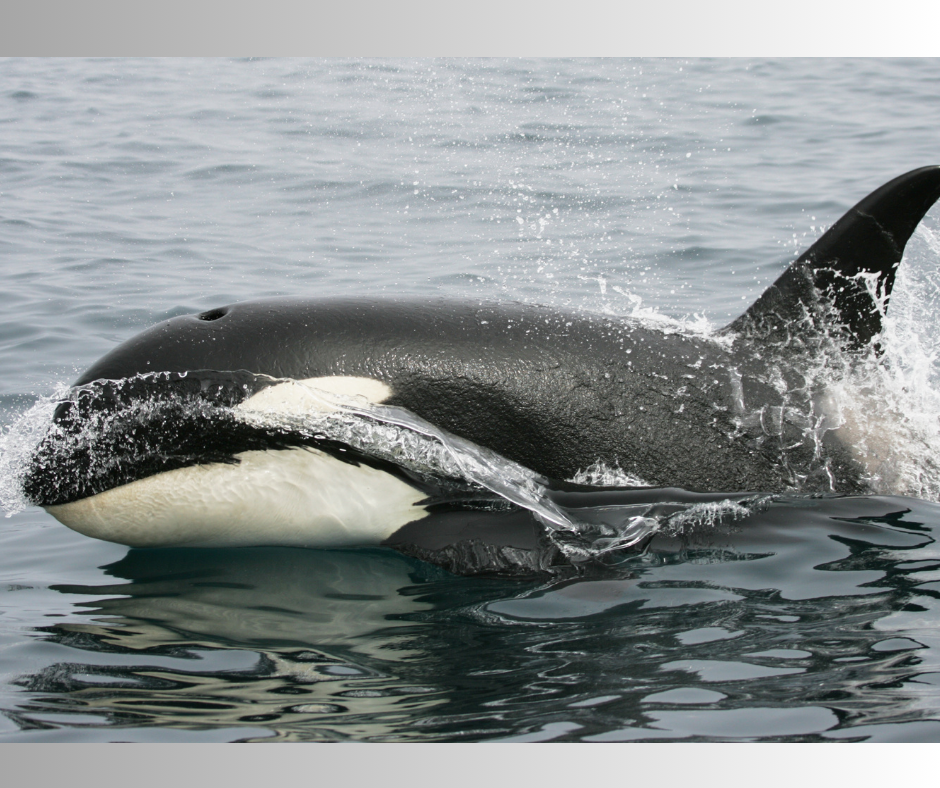killer whale breaking the surface of grey water,