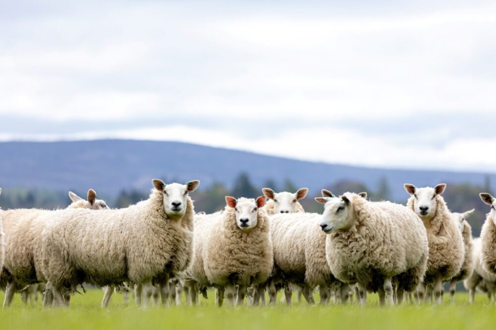 A group of fluffy sheep standing on green grass with a mountain range and cloudy sky in the background.