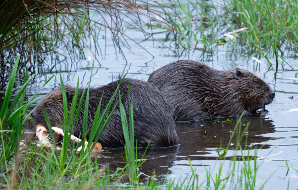 Two beavers partially submerged in a calm pond surrounded by green reeds and grasses.