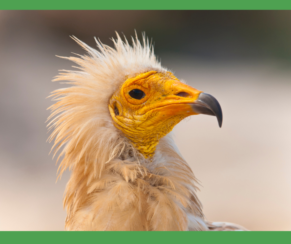 Close-up of an Egyptian vulture showing its yellow face, sharp black beak, and fluffy white feathers.