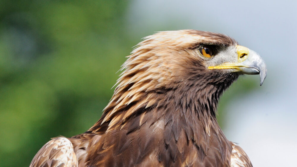 Close-up of a golden eagle's head showing sharp eyes and hooked beak against a blurred green background.