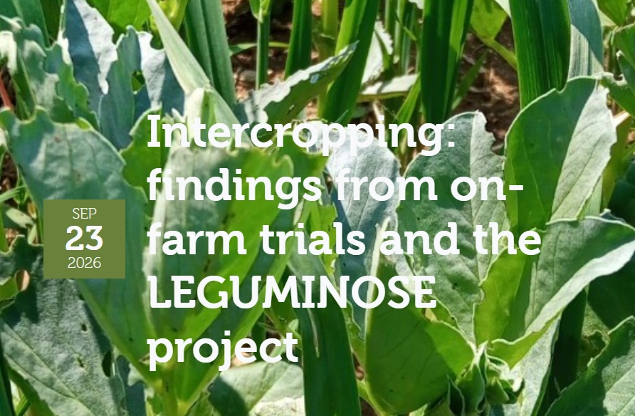 Close-up of green leafy crops with text about intercropping and the LEGUMINOSE project findings from on-farm trials.
