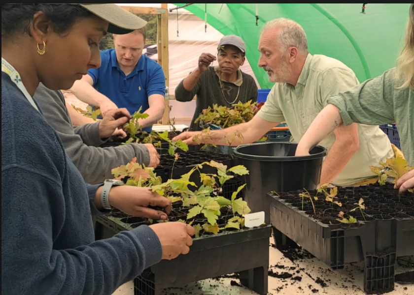 Group of diverse adults planting seedlings in trays inside a greenhouse, focused on nurturing young plants.