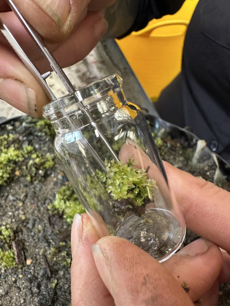 Close-up of hands using tweezers to place a small green moss sample into a clear glass vial.