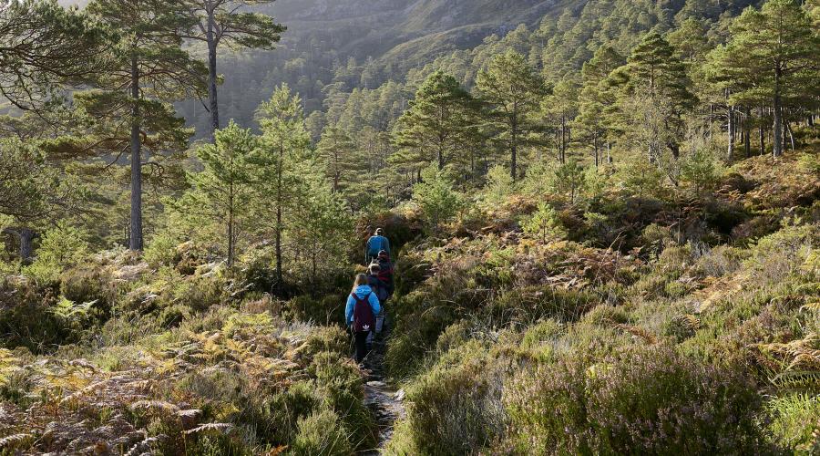 Two hill walkers on a narrow through a dense forest with tall pine trees and lush greenery on a sunny day.