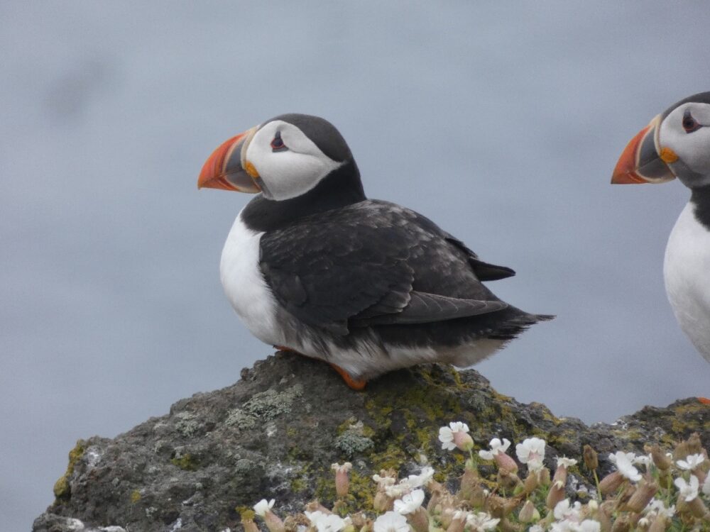 Puffin perched on rock. 